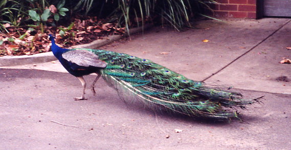 peacock