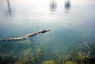 Philip E. Rosenberg slides -- alligator