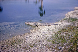 Philip E. Rosenberg slides -- alligator