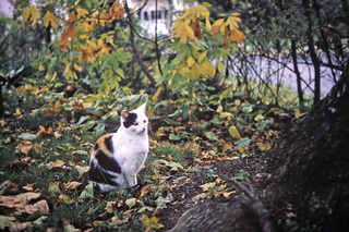 Philip E. Rosenberg slides -- our cat Rainbow