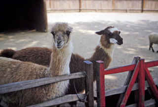 Philip E. Rosenberg slides -- zoo - llamas
