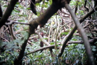 Philip E. Rosenberg slides -- Hawaii