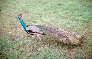 Philip E. Rosenberg slides -- Hawaii