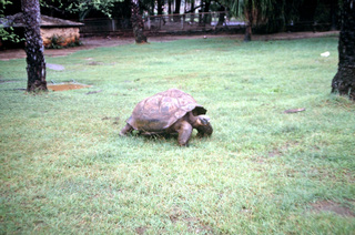 Philip E. Rosenberg slides -- Hawaii - tortoise