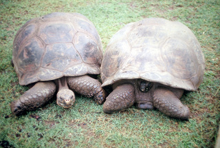 Philip E. Rosenberg slides -- Hawaii - tortoises