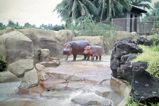 Philip E. Rosenberg slides -- Hawaii - hippopotamoi