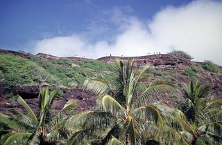 Philip E. Rosenberg slides -- Hawaii - tortoises