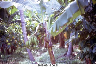 Philip E. Rosenberg slides -- Jamaica