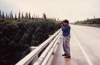 Alaska trees
