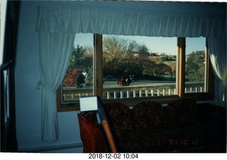 Minnesota autumn - my cats in my window in Aftwon