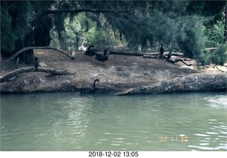 Australia  - birds