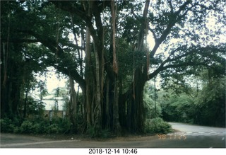 IIT Madras - Banyan Tree