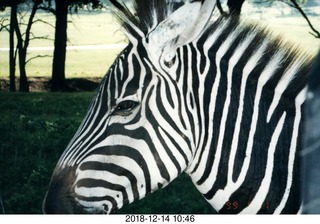 zebra