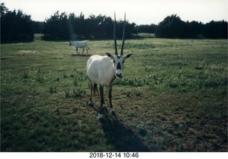 cool animal