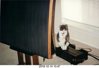 Quad ESL and my cat Jack on Eagle amplifier