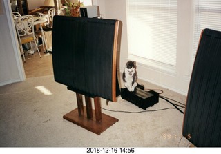 Quad ESL speakers and Evelyn - (cat)