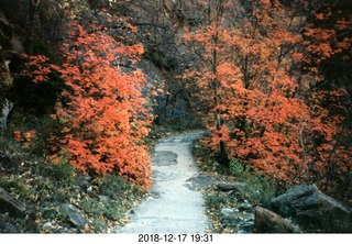 Zion autumn