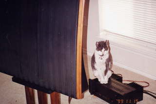 Quad ESL speakers and Evelyn - (cat)