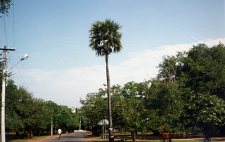 Satish-Geeta wedding in Madras, India - palm tree at IIT Madras