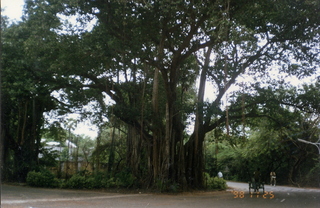 3 35o. Satish-Geeta wedding in Madras, India - Banyon tree at IIT Madras