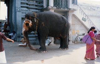 Satish-Geeta wedding in Madras, India - dressed up elephant
