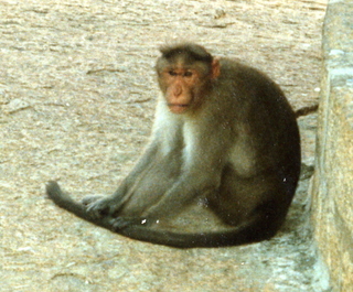 Satish-Geeta wedding in Madras, India - monkey in Mahabalipuram (close up)