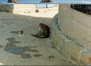 Satish-Geeta wedding in Madras, India - monkey in Mahabalipuram