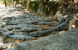 Satish-Geeta wedding in Madras, India - crocodile farm