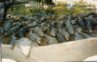 Satish-Geeta wedding in Madras, India - feeding time at crocodile farm