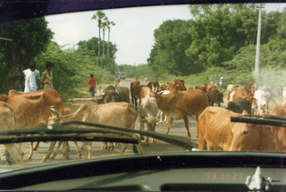 35 35o. Satish-Geeta wedding in Madras, India - cattle traffic jam