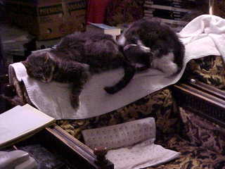 Brandon and Jack sleeping - (cat)