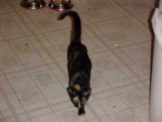 Maria, first time in my house - (cat)