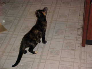 Maria - (cat)