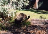 Woomera, emu