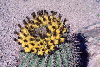 Big cactus, top closeup