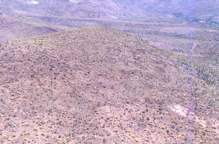 Saquero cactus on hillside