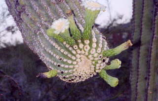 Lost Dog Wash cactus flower closest 1