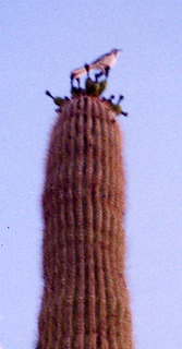 Pinnacle Peak, morning mockingbird on saguaro cactus