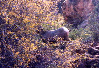 Philip E. Rosenberg slides -- Hawaii - big horn sheep
