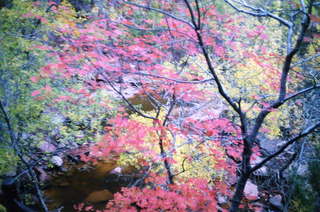 Zion National Park, fall color