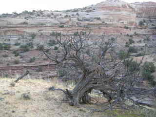 Canyonlands National Park - Neck Spring