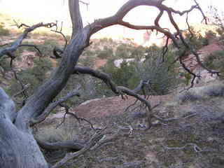 Canyonlands National Park - Neck Spring