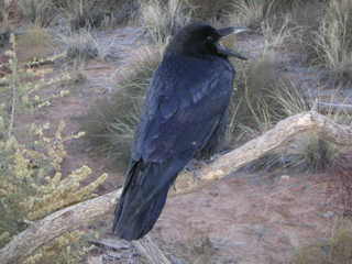Canyonlands National ParkCanyonlands National Park - raven