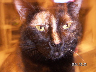 Maria - (cat)