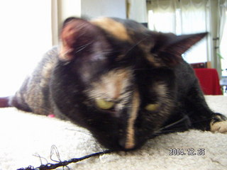 Maria - (cat)