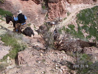 Grand Canyon -- pack mules -- South Kaibab