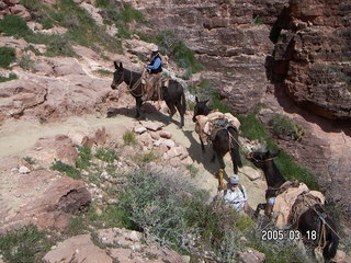 Grand Canyon -- pack mules -- South Kaibab