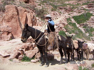 Grand Canyon -- pack mules -- South Kaibab