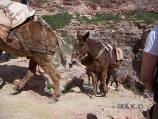 Grand Canyon -- pack mules -- South Kaibab