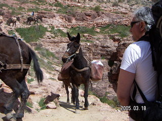 Grand Canyon -- pack mules -- South Kaibab